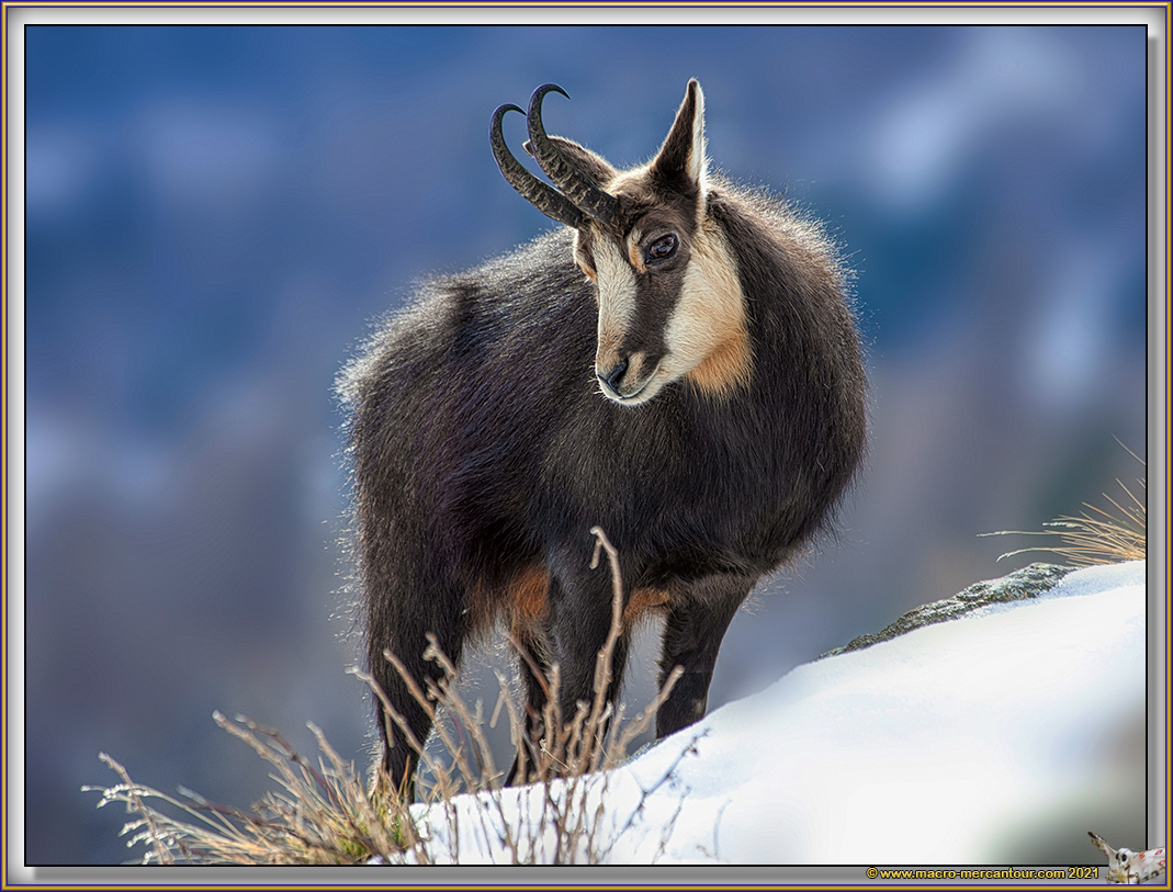 Chamois